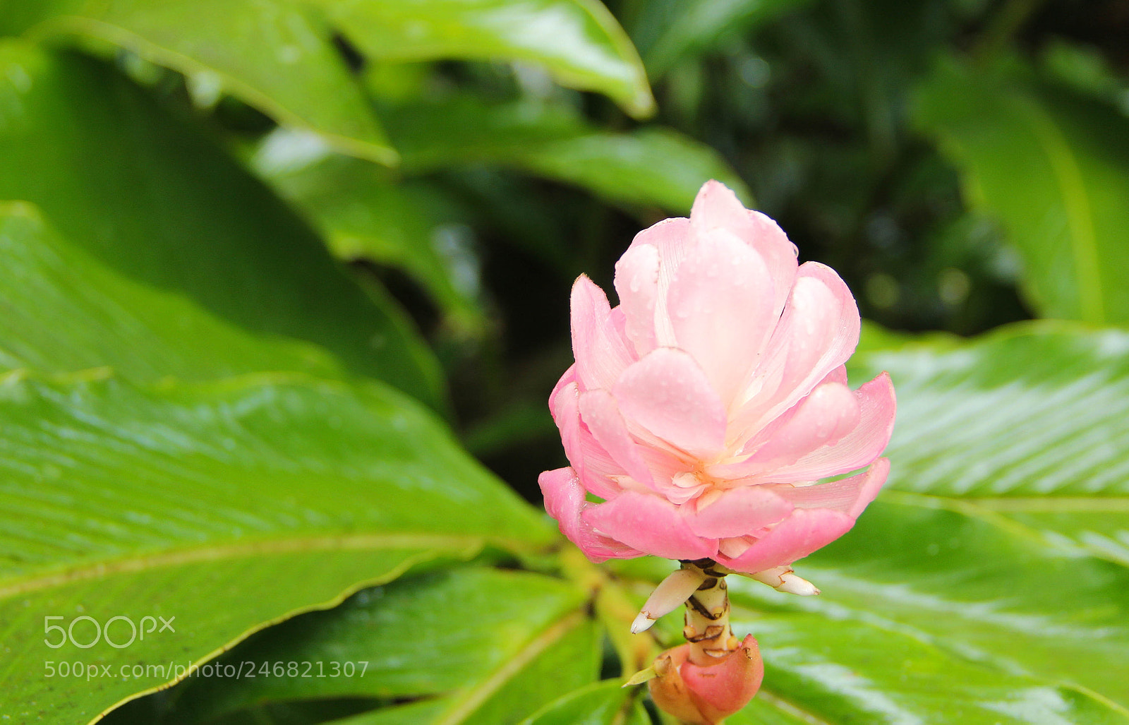 Canon EOS 60D sample photo. Untitled photography