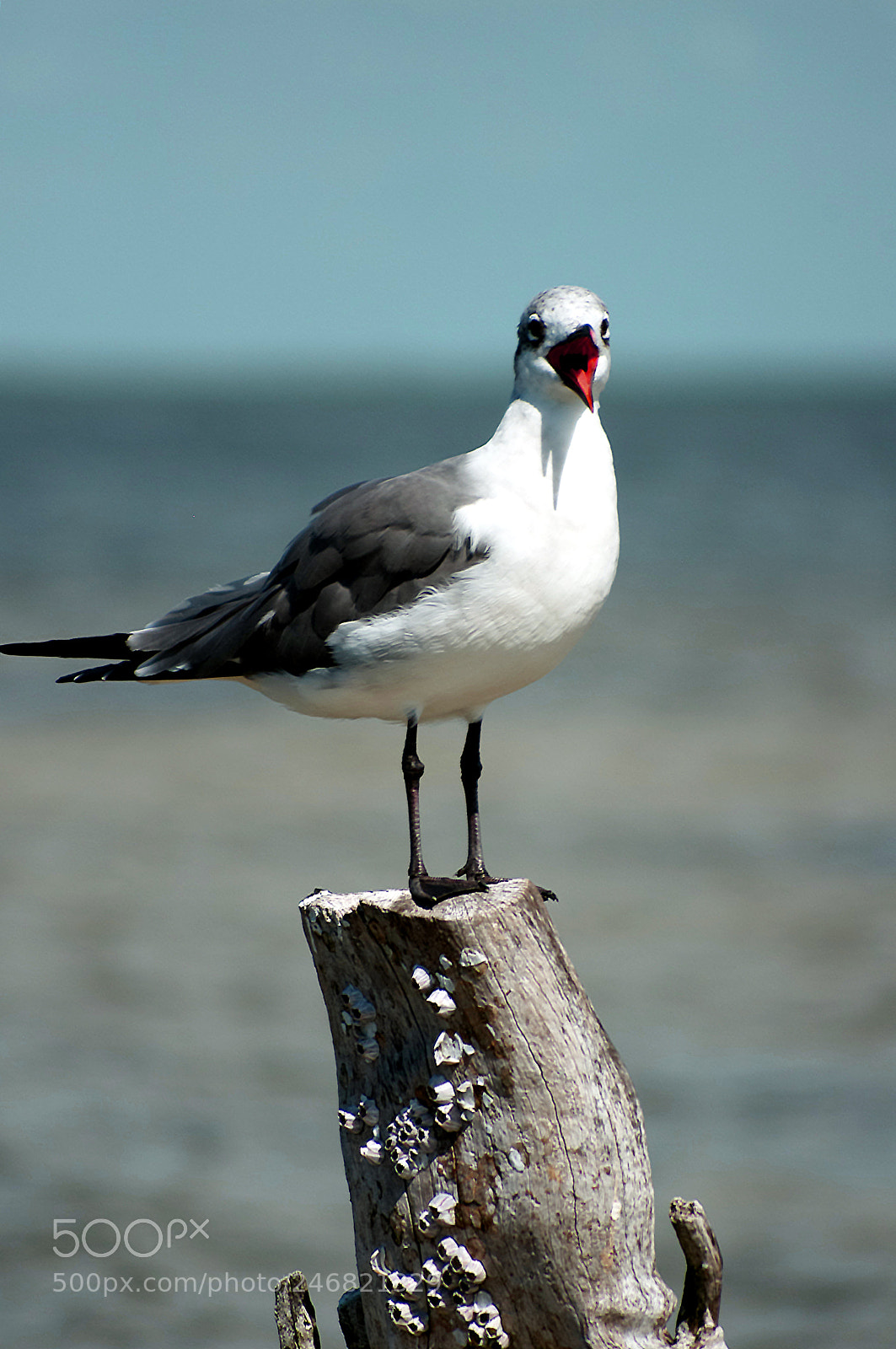 Pentax K-r sample photo. Mouthy seagull photography