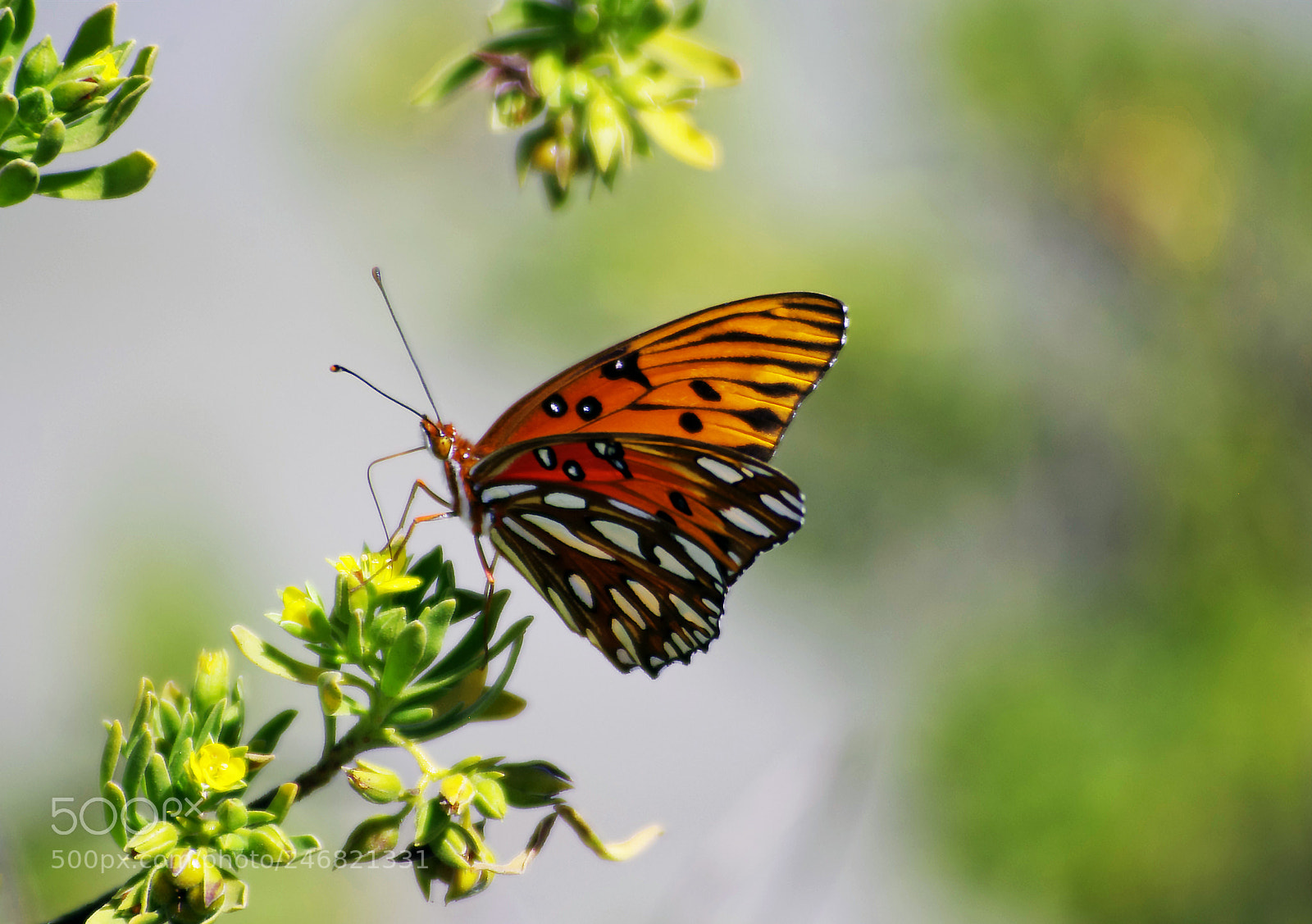 Pentax K-r sample photo. Gulf fritillary photography