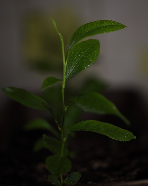 Nikon AF-S Micro-Nikkor 105mm F2.8G IF-ED VR sample photo. Dsc photography