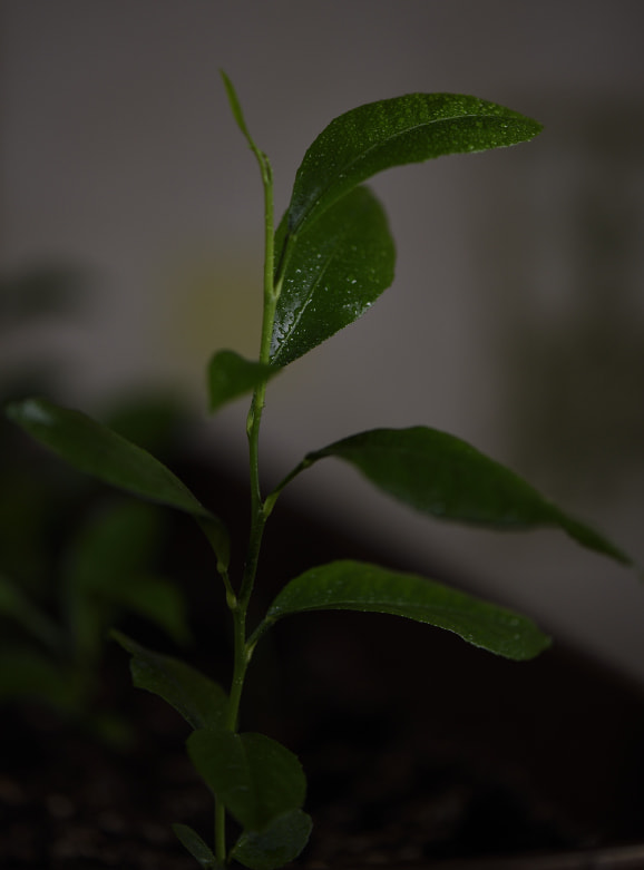 Nikon AF-S Micro-Nikkor 105mm F2.8G IF-ED VR sample photo. Dsc photography