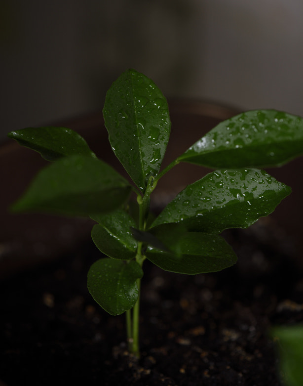 Nikon AF-S Micro-Nikkor 105mm F2.8G IF-ED VR sample photo. Dsc photography