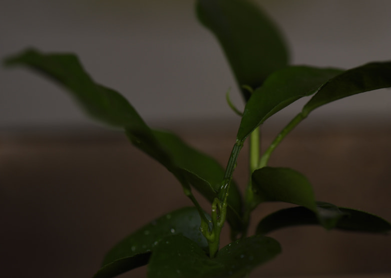 Nikon AF-S Micro-Nikkor 105mm F2.8G IF-ED VR sample photo. Dsc photography