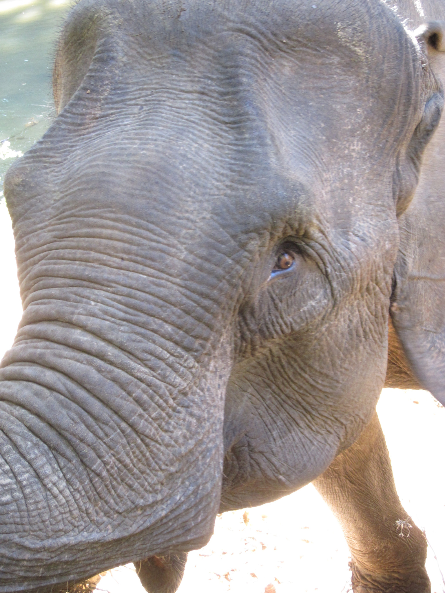 Canon PowerShot SD780 IS (Digital IXUS 100 IS / IXY Digital 210 IS) sample photo. Elephant photography
