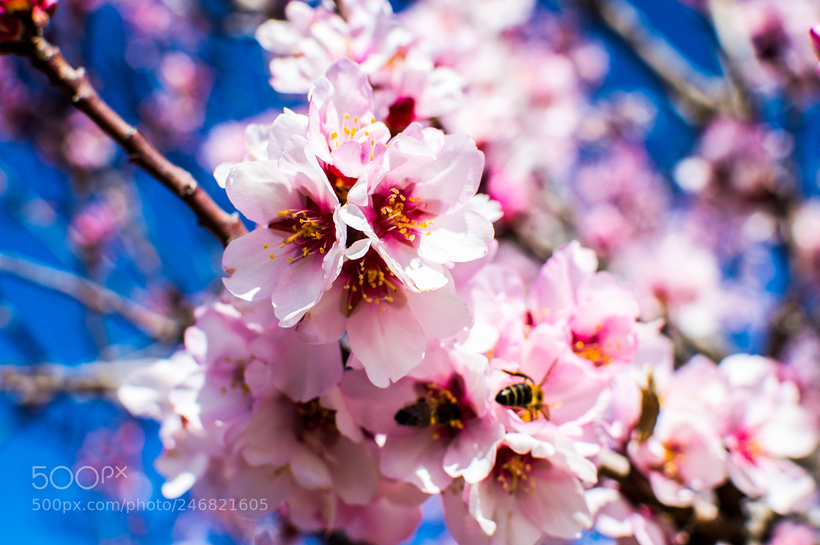 Nikon D3200 sample photo. Flor photography