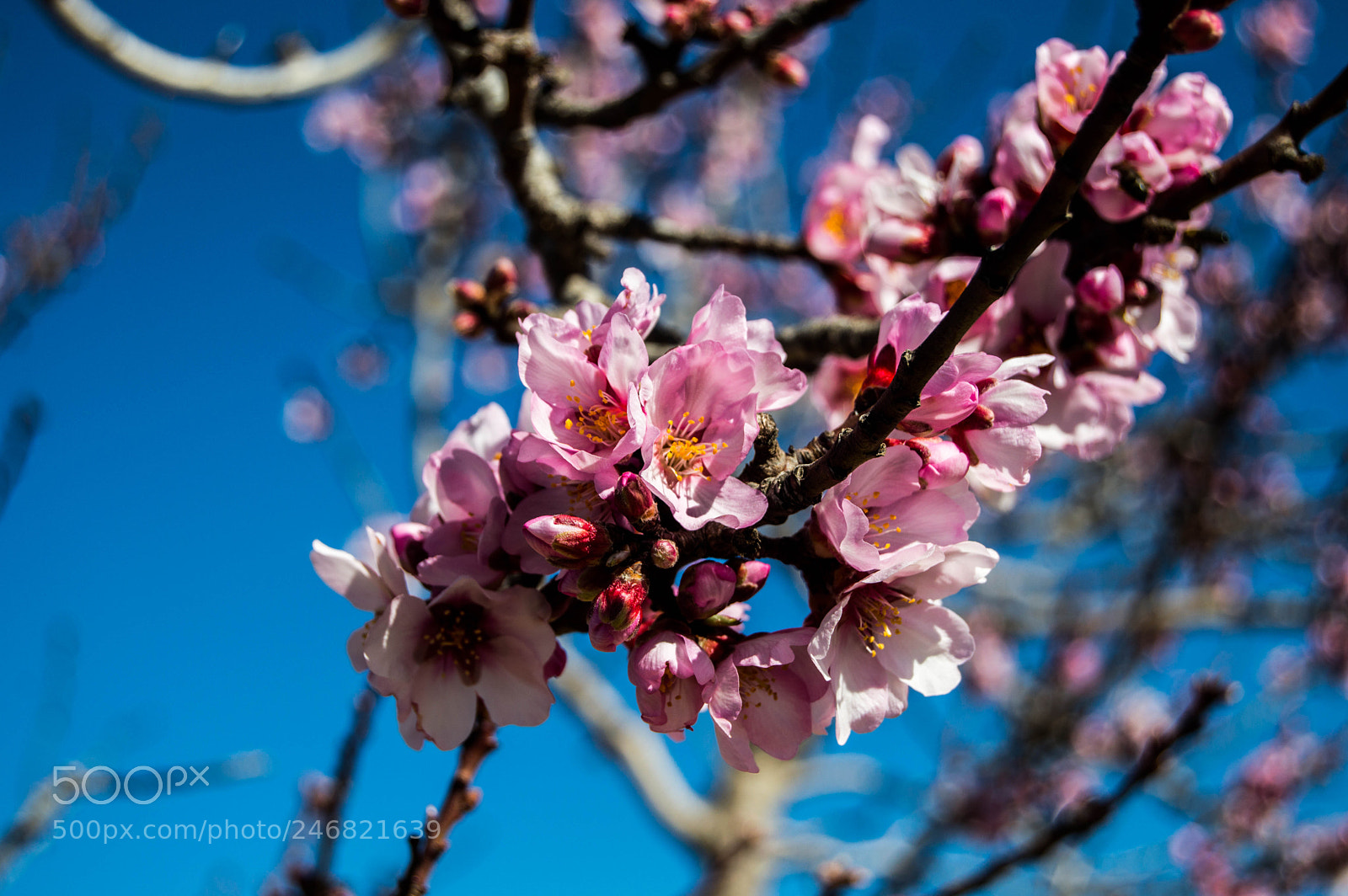 Nikon D3200 sample photo. Flower photography