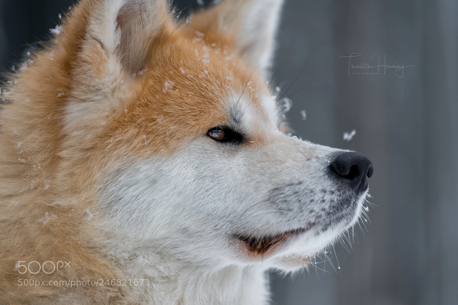 Nikon D850 sample photo. Akita winter series photography
