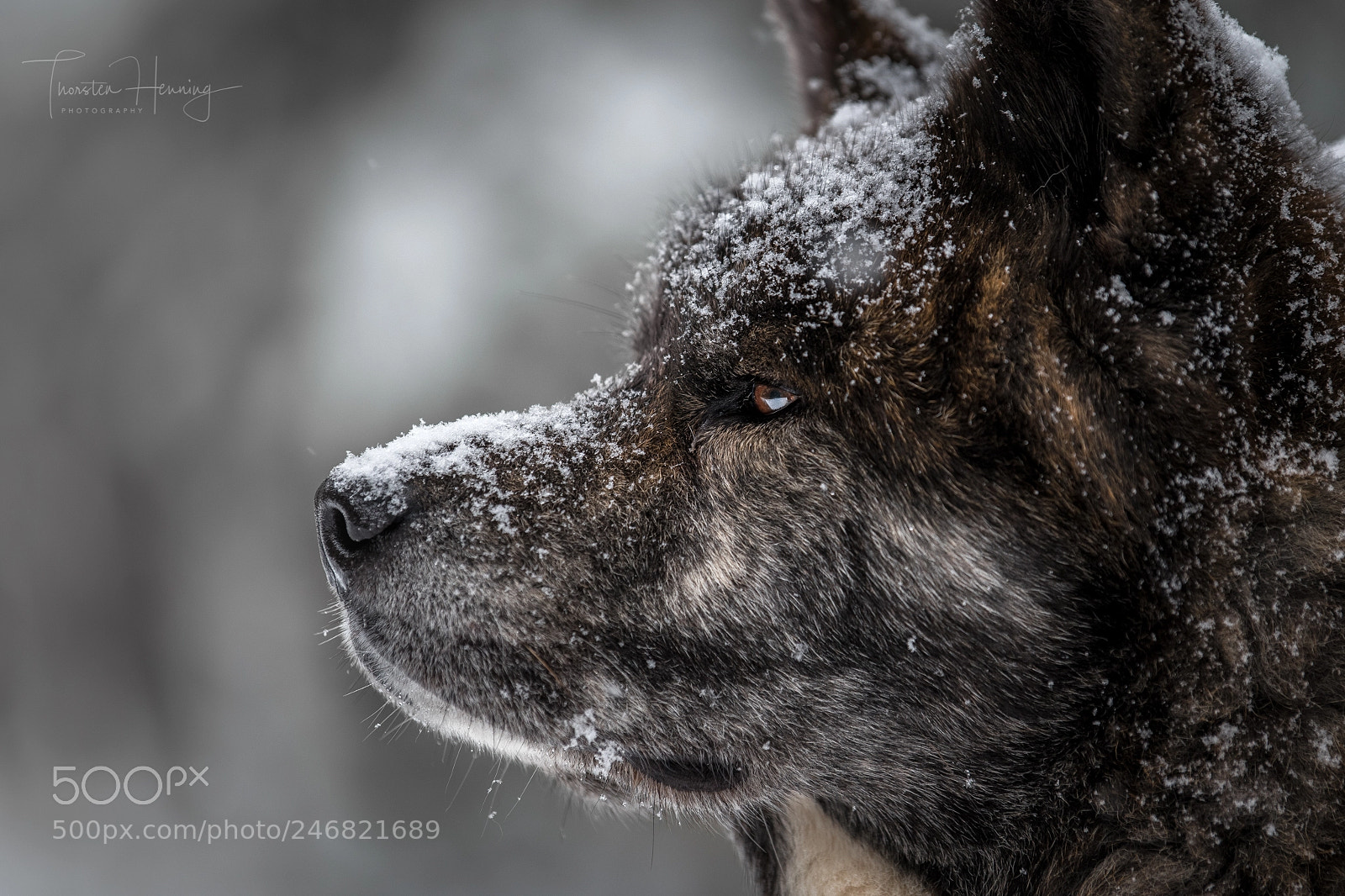 Nikon D850 sample photo. Akita winter series photography