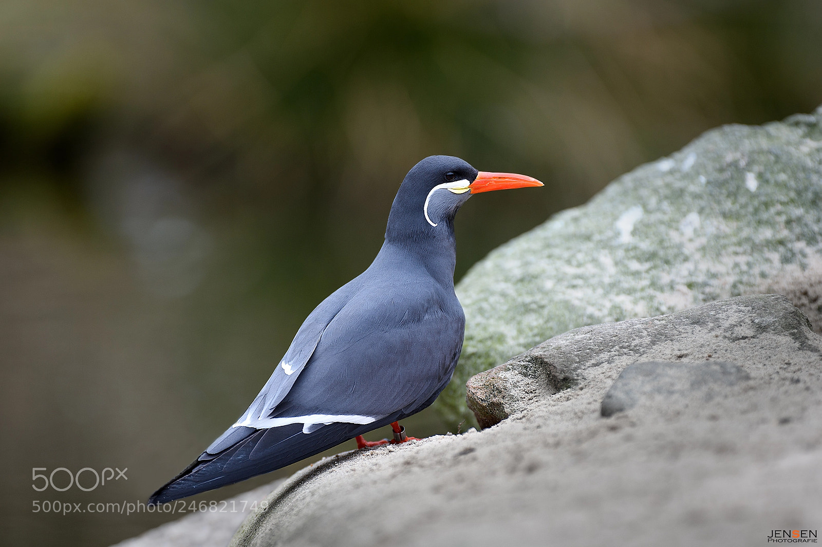 Nikon D4S sample photo. Inca tern photography