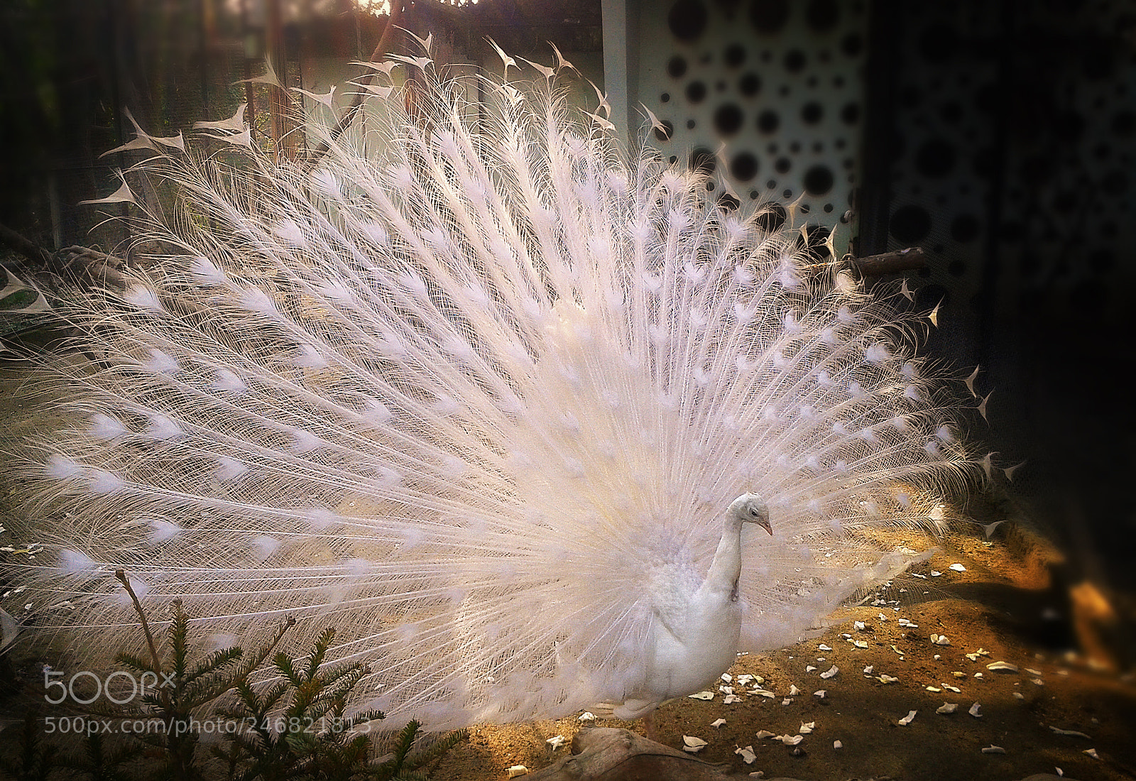 Samsung Galaxy S3 Mini sample photo. In love photography