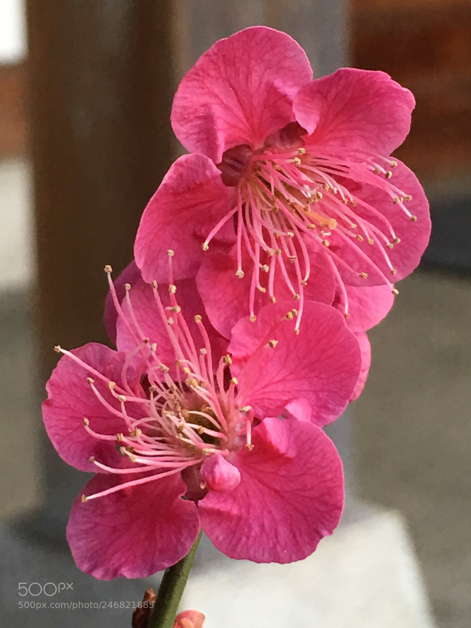 Apple iPhone 6s Plus sample photo. Winter2018 flowers photography