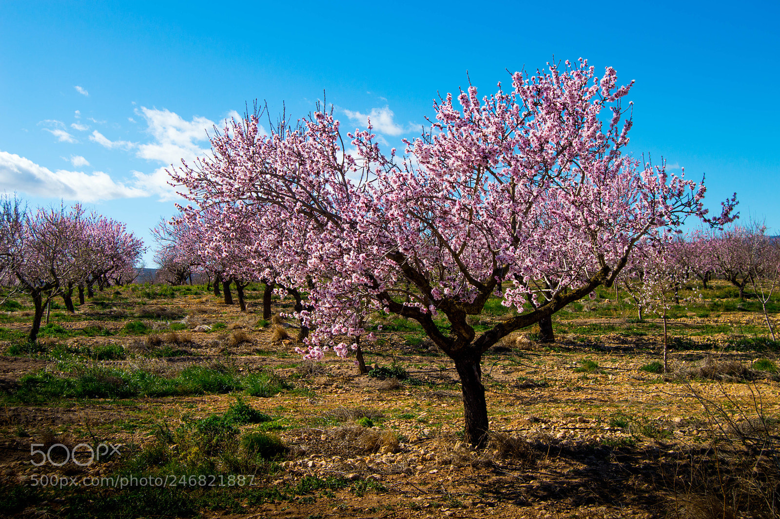 Nikon D3200 sample photo. Almendro en flor photography