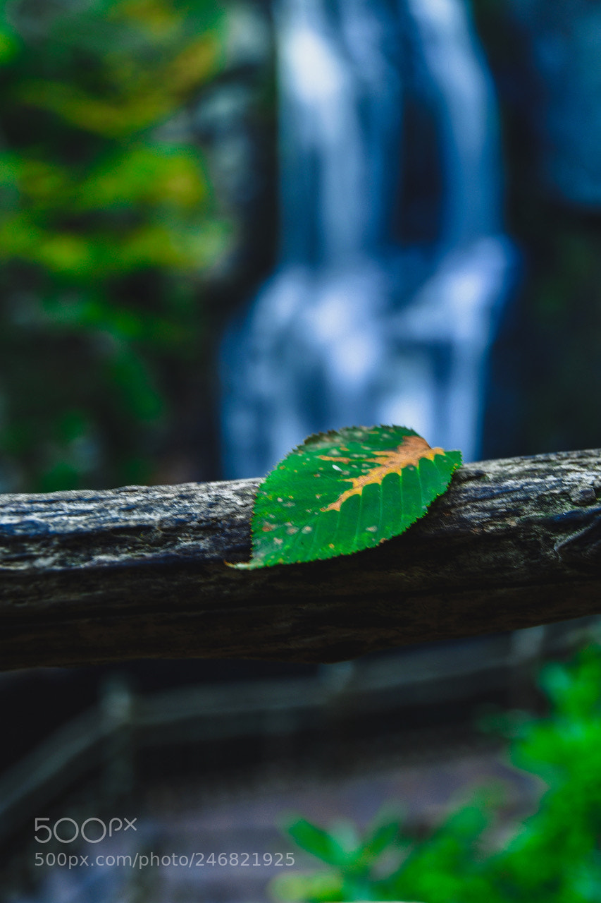 Nikon D500 sample photo. Taken in the poconos photography