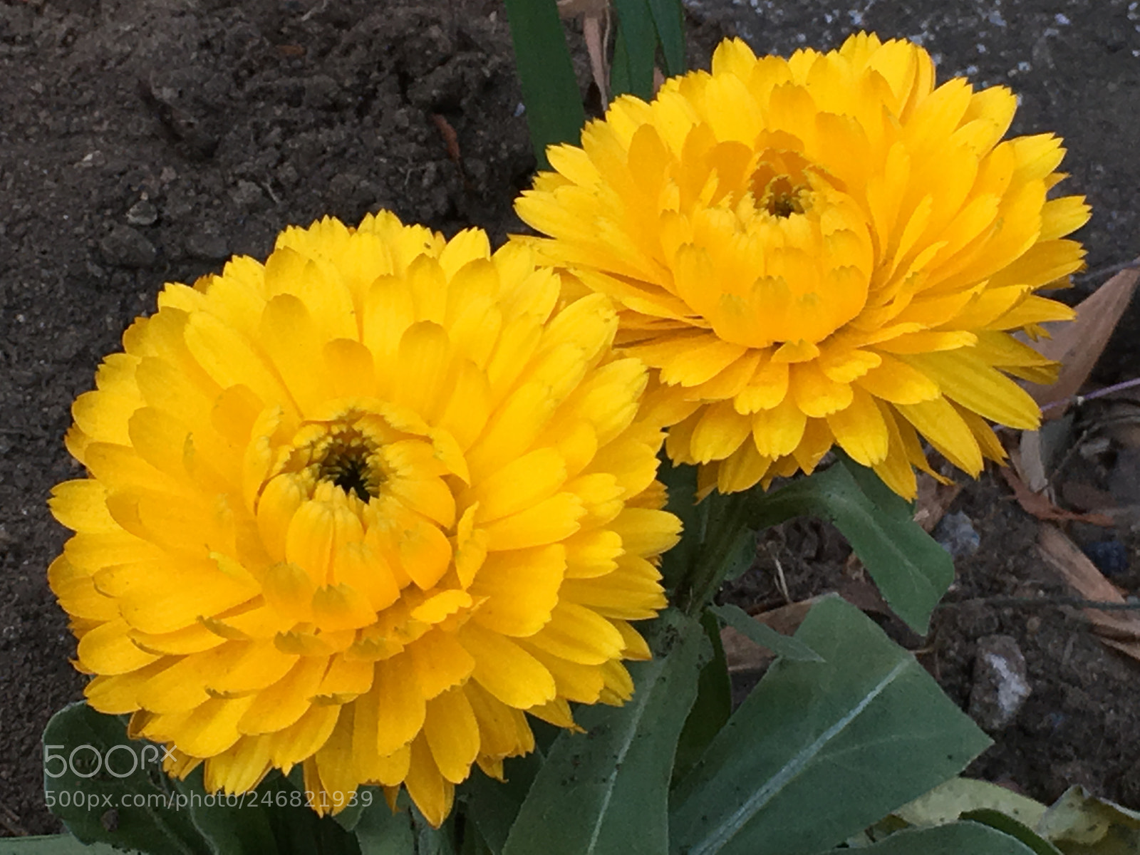 Apple iPhone 6s Plus sample photo. Winter2018 flowers photography