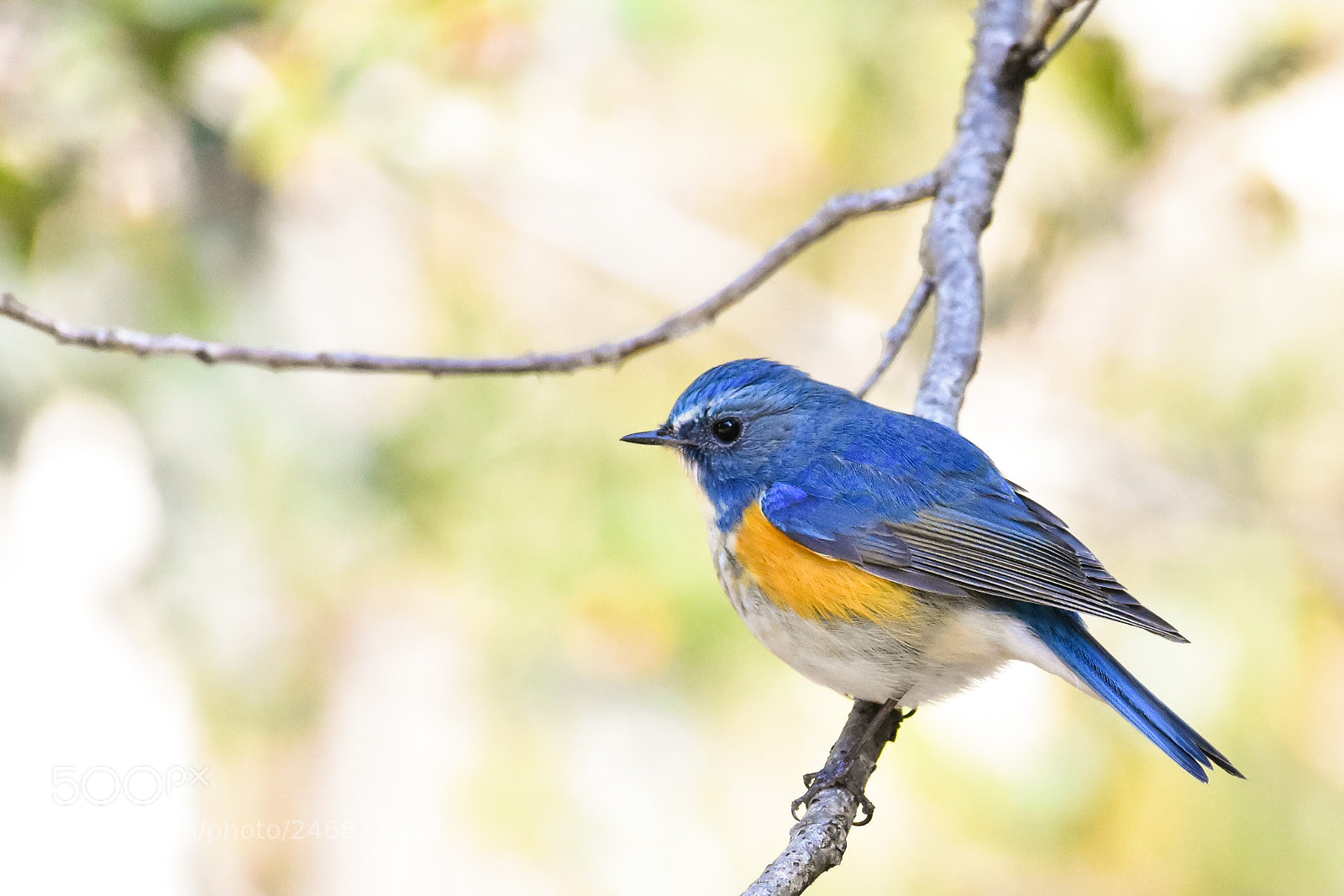 Nikon D7200 sample photo. Blue bird calling for photography