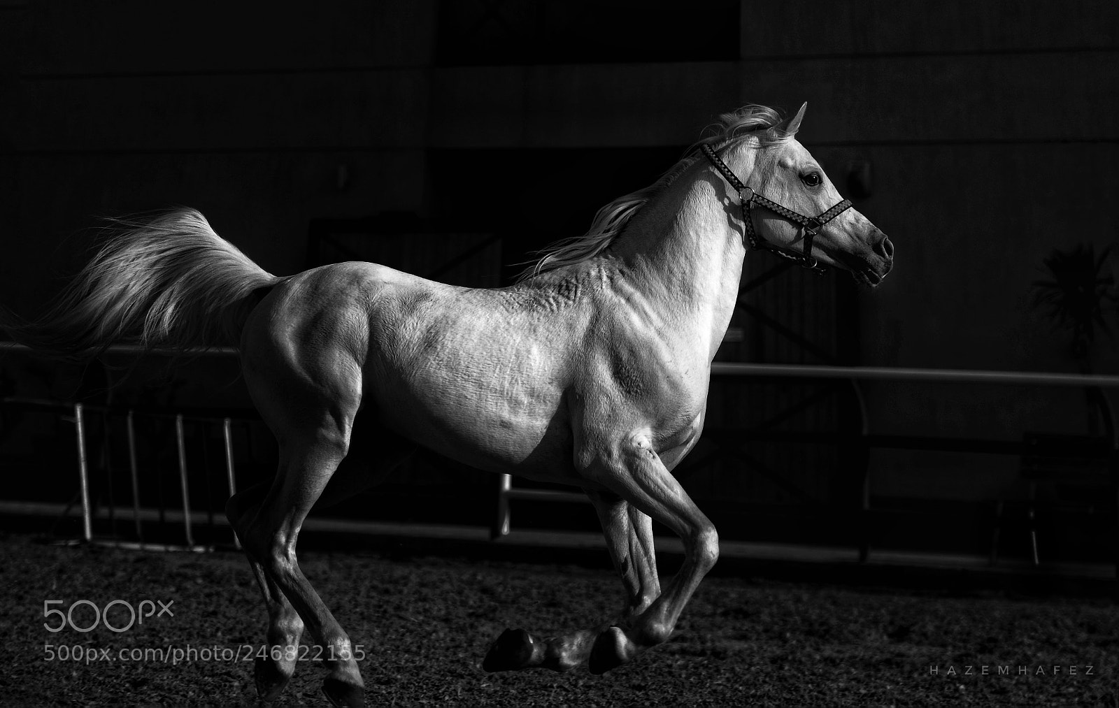 Nikon D610 sample photo. Speed .. photography