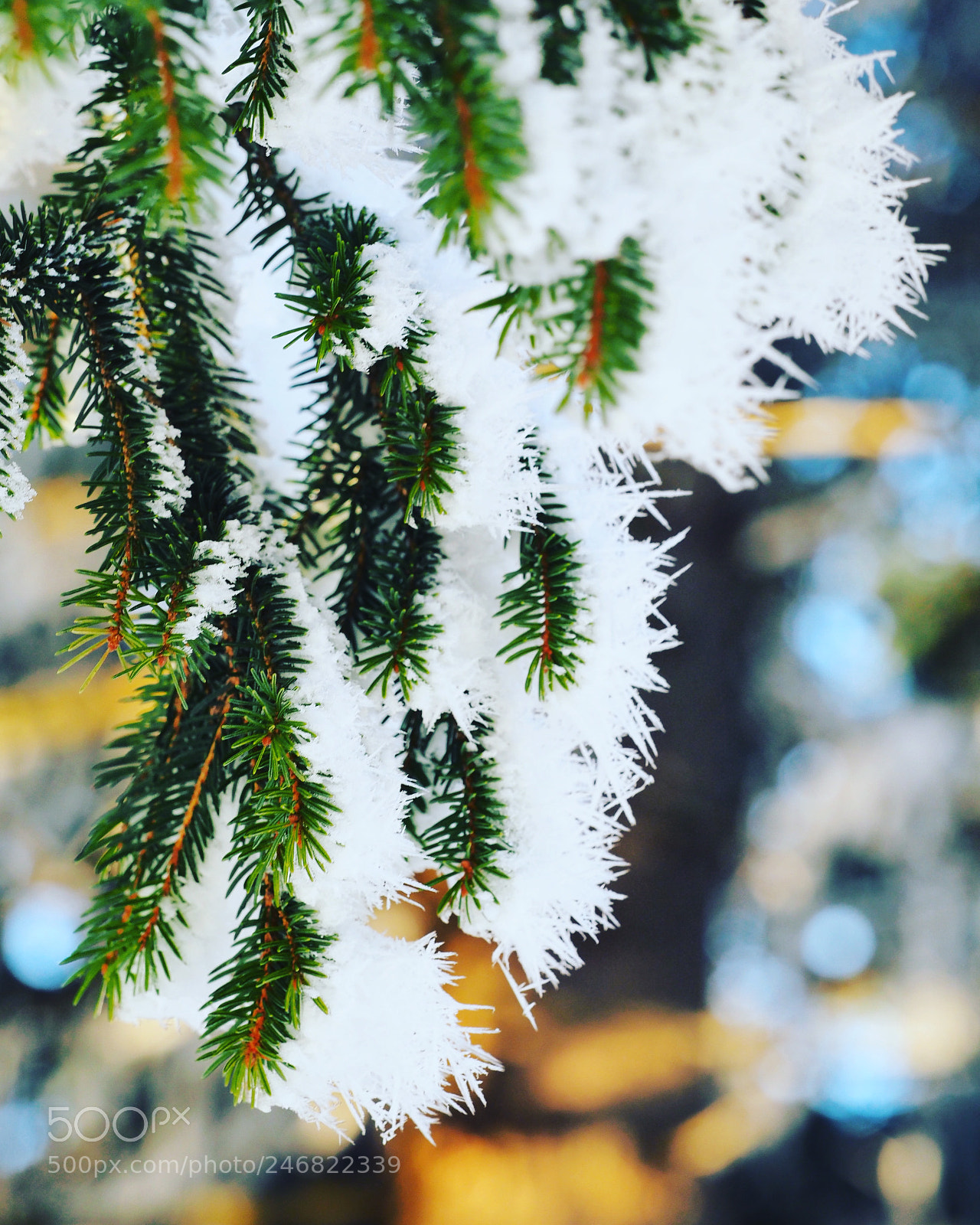 Olympus OM-D E-M1 Mark II sample photo. Frost icing on tree photography