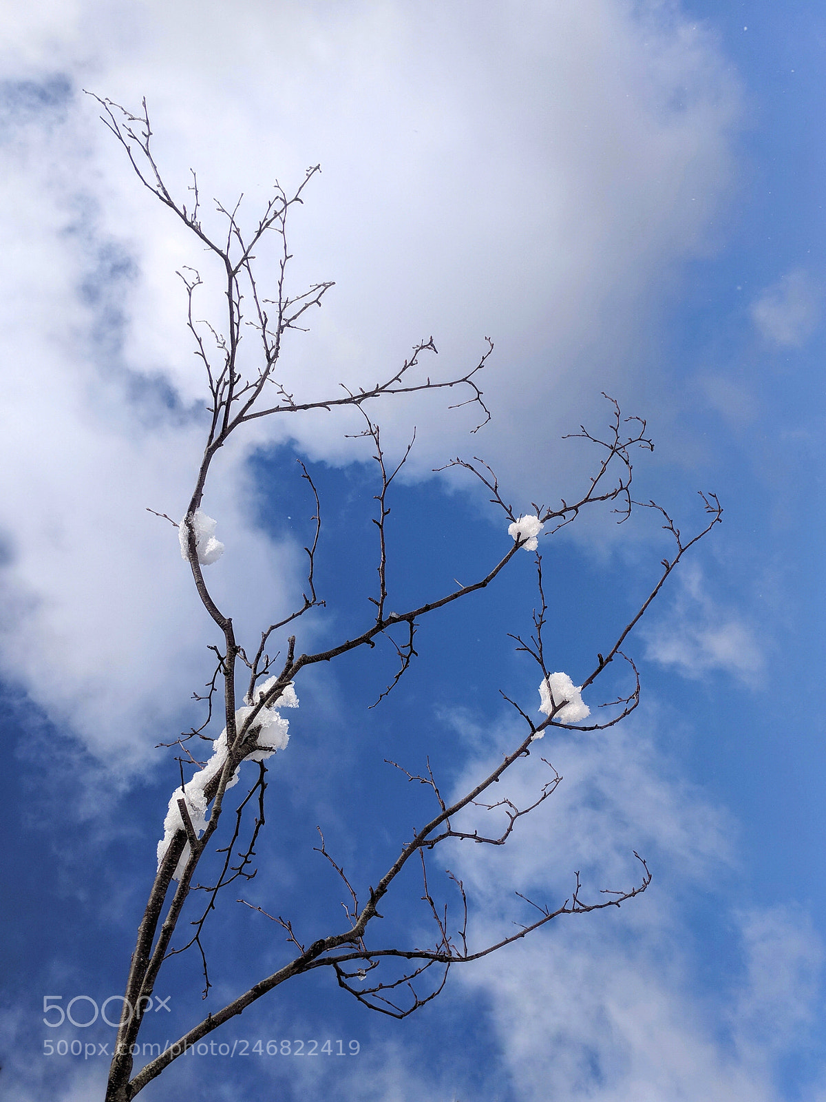 Google Pixel XL sample photo. Snow flowers photography