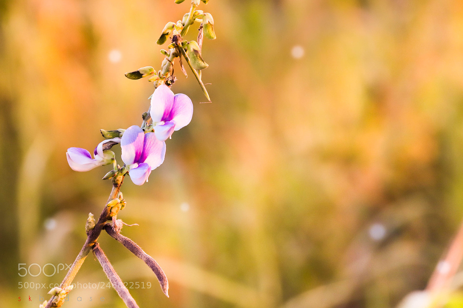 Canon EOS 6D Mark II sample photo. Facing the sun photography