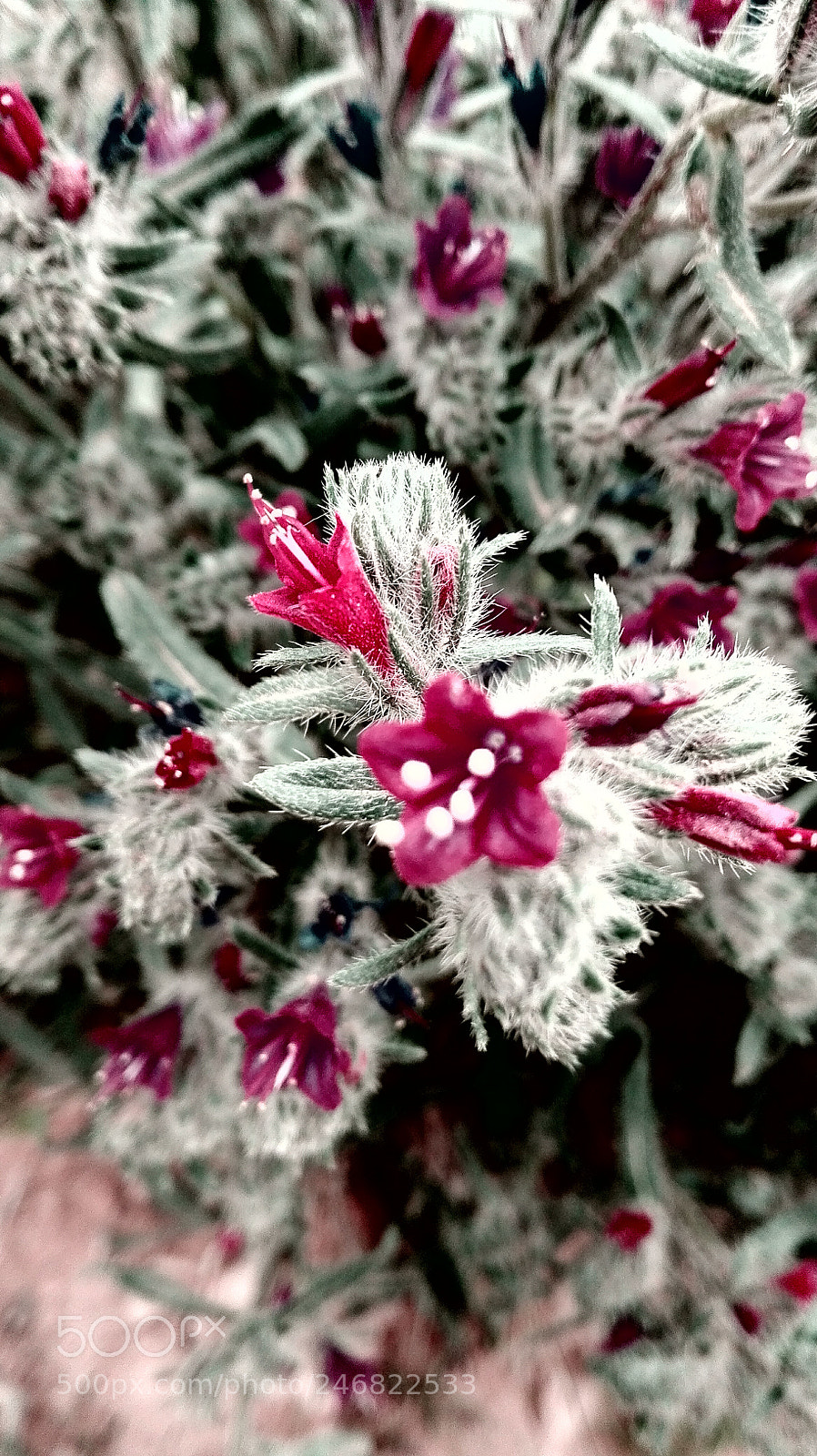 HUAWEI Y6II sample photo. Untitled photography
