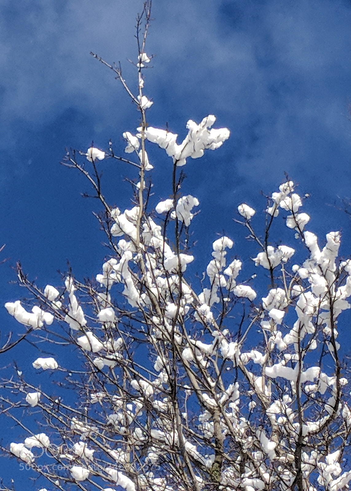Google Pixel XL sample photo. Snow flowers photography