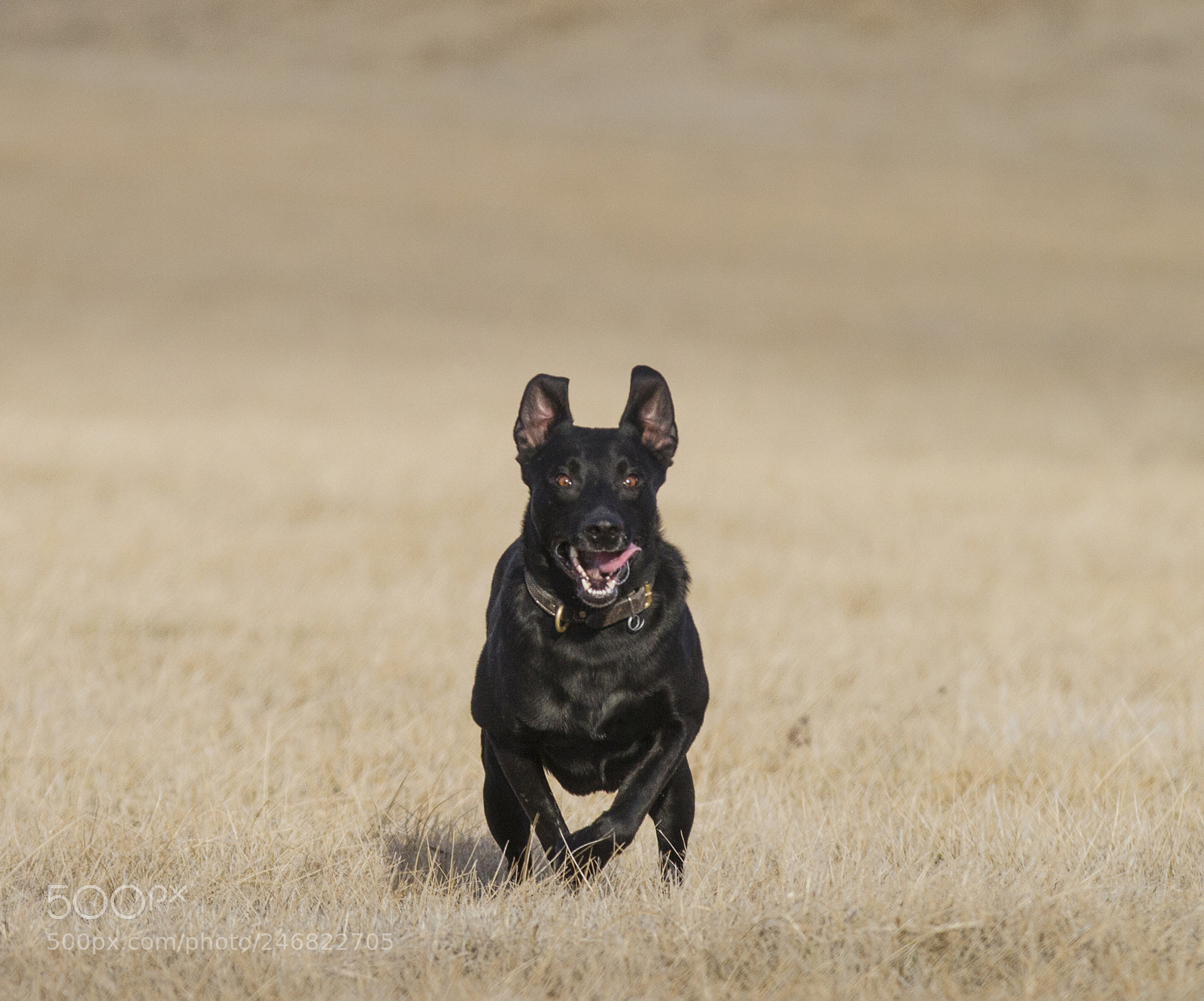 Canon EOS 7D sample photo. Charge protection dog on photography