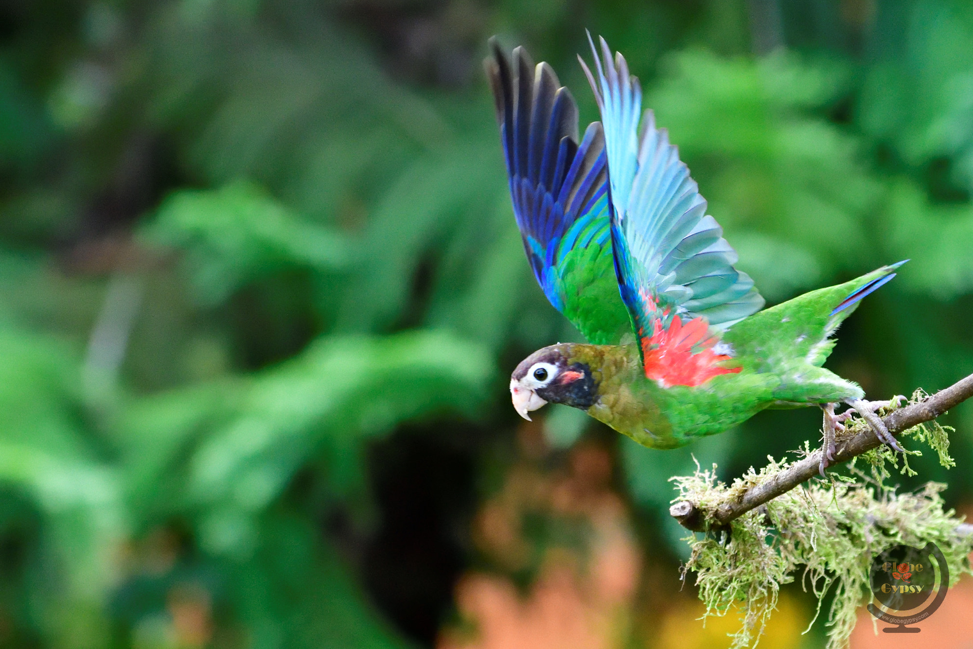 Nikon D500 sample photo. Take-off photography