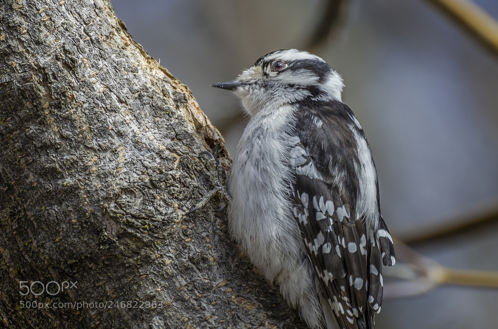 Nikon D5100 sample photo. Downy woodpecker photography