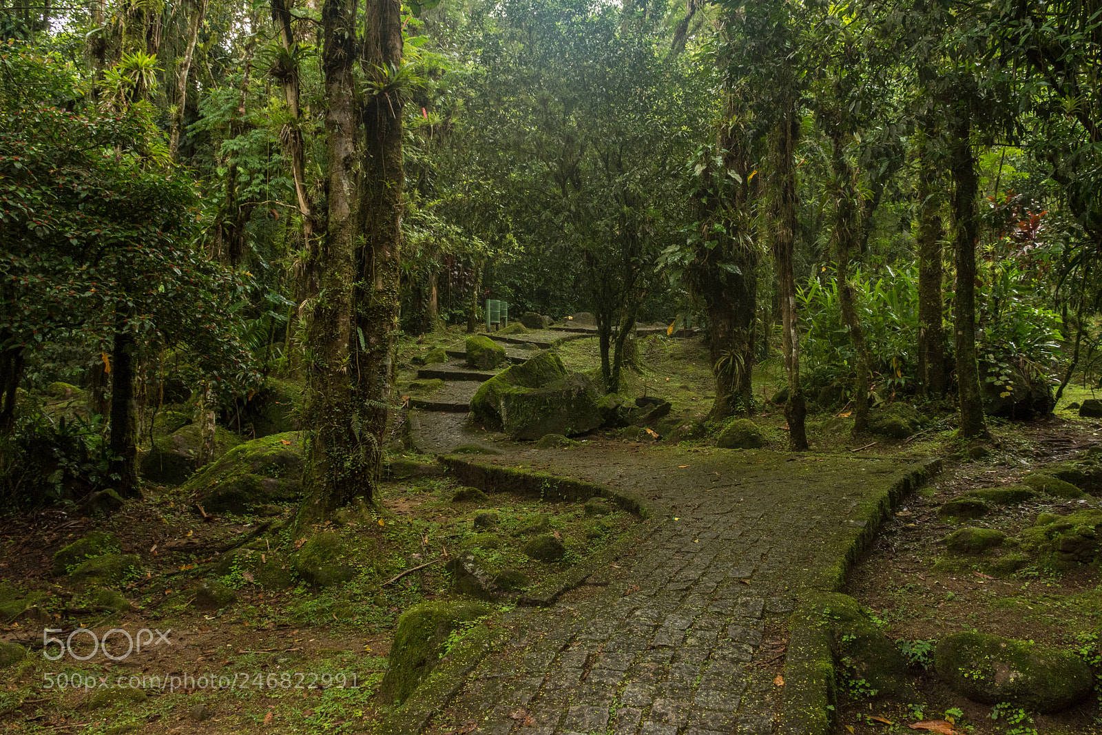 Nikon D7200 sample photo. Through the forest photography