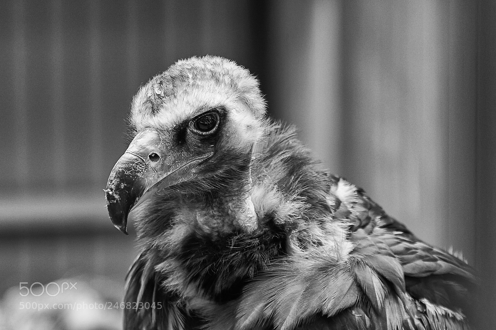 Canon EOS 7D sample photo. Aegypius monachus photography