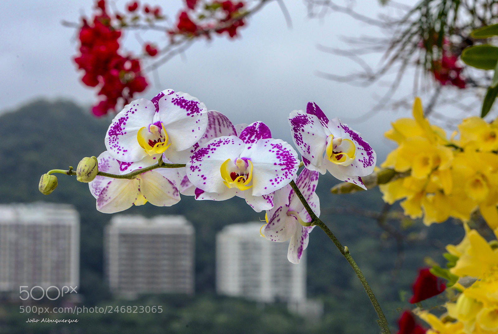 Nikon D600 sample photo. Phalaenopsis and dendrobium photography