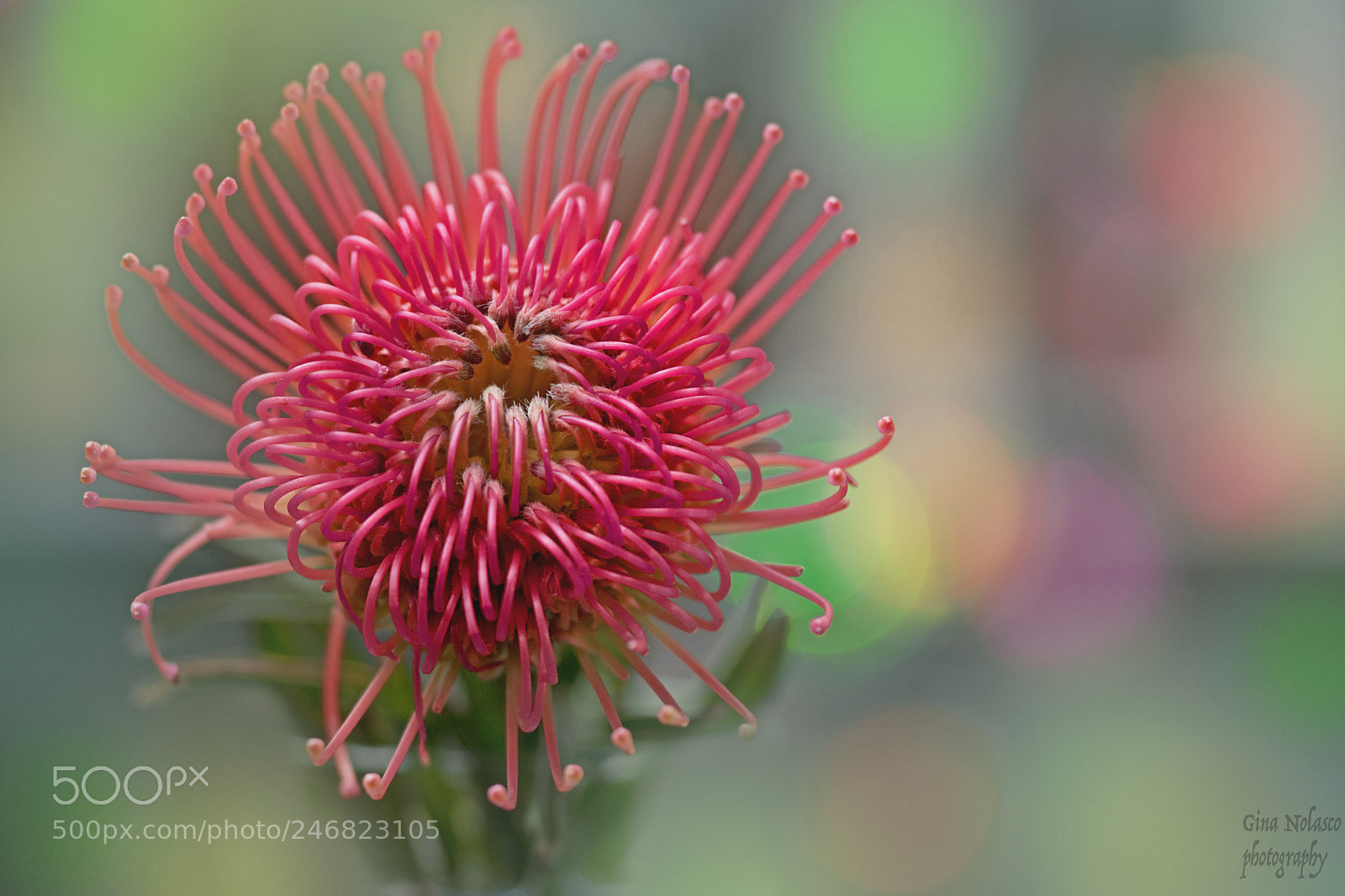 Nikon D5500 sample photo. My exotic beauty photography