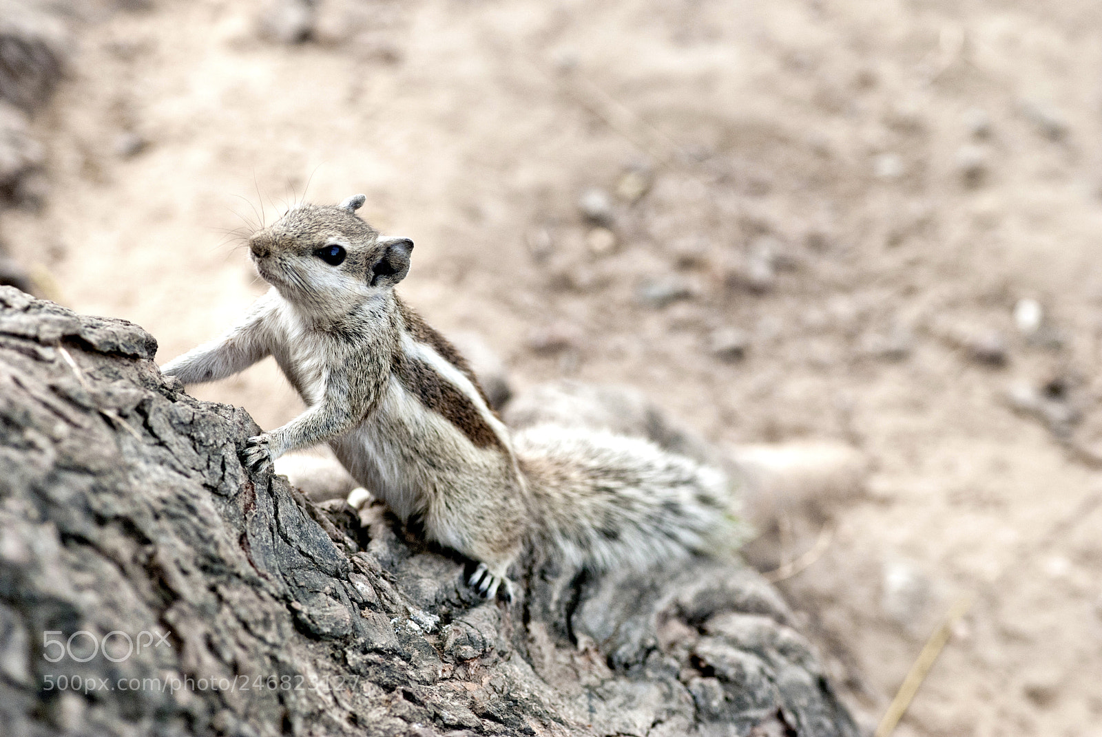 Nikon D80 sample photo. Squirrels day out photography