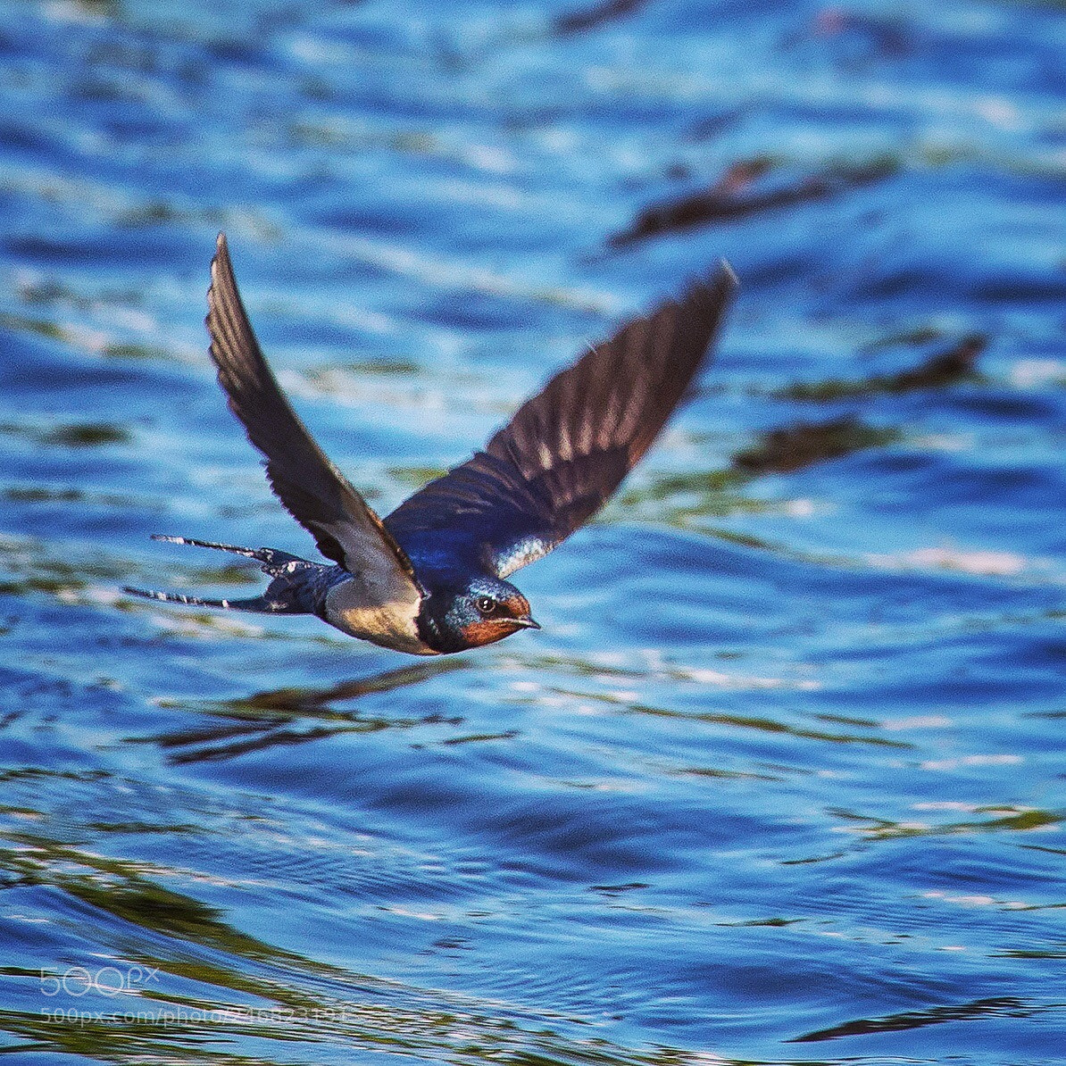 Canon EOS 5D Mark IV sample photo. A barn swallow in photography