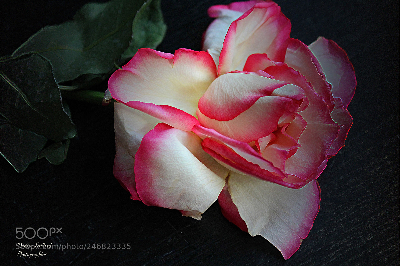 Canon EOS 600D (Rebel EOS T3i / EOS Kiss X5) sample photo. Rose épanouie photography