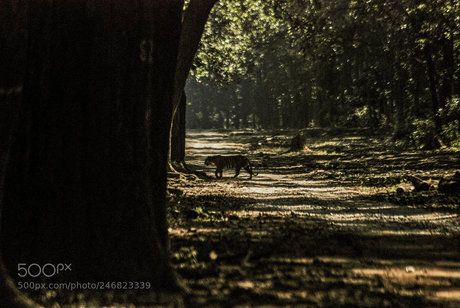 Nikon D80 sample photo. When he walks, you photography