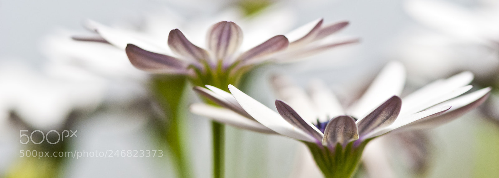 Nikon D80 sample photo. Trist with flowers photography