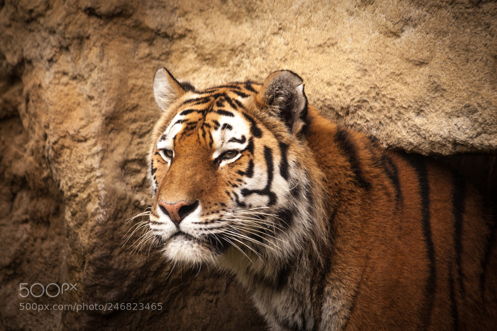 Canon EOS 5D Mark II sample photo. Tigers are cats photography