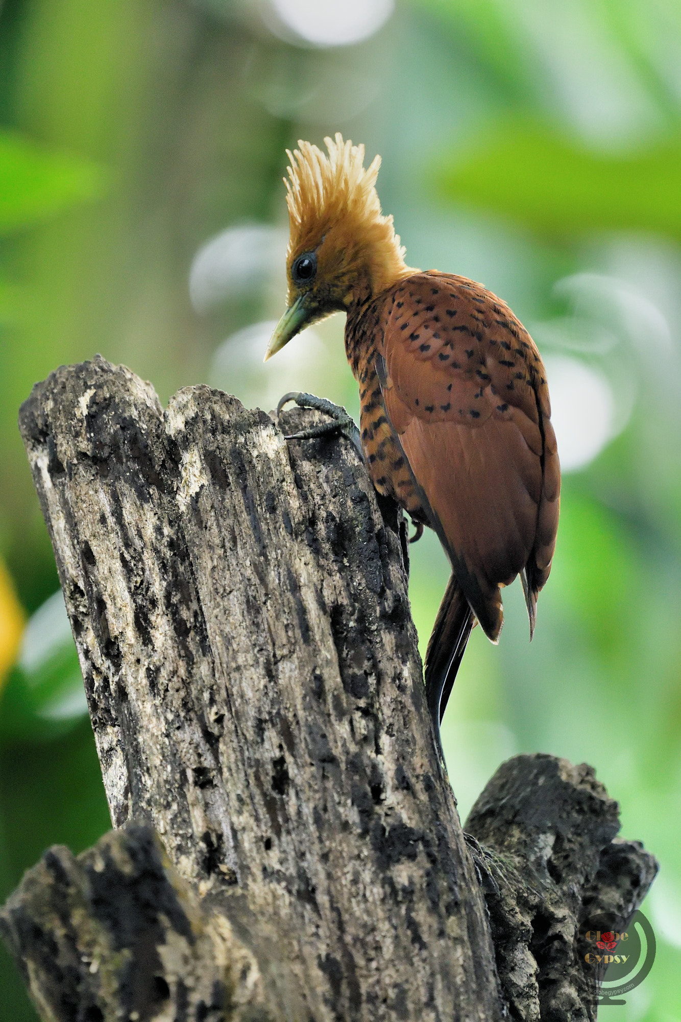 Nikon D500 + Nikon Nikkor AF-S 300mm F4E PF ED VR sample photo. Chestnut-coloured woodpecker photography