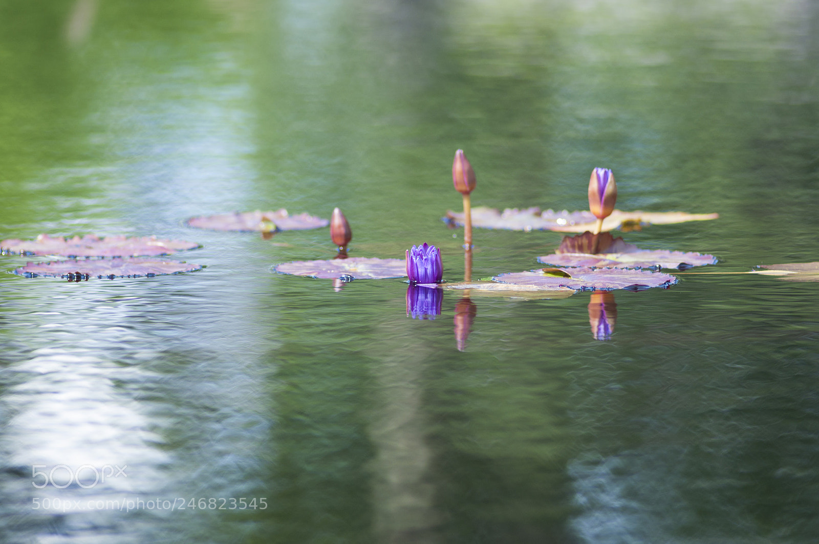 Nikon D90 sample photo. Monet inspired photography