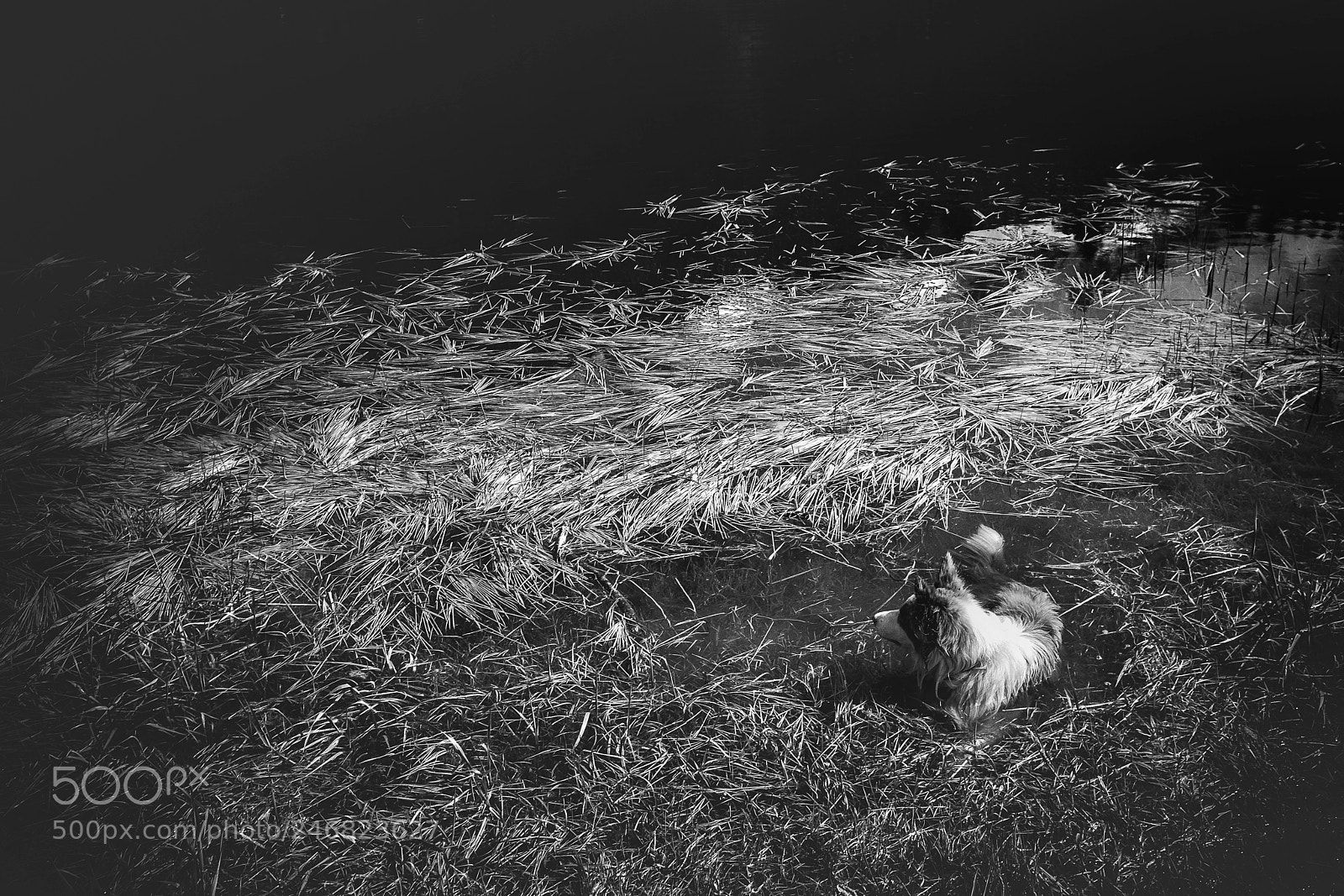 Fujifilm X100S sample photo. Dog bathing photography