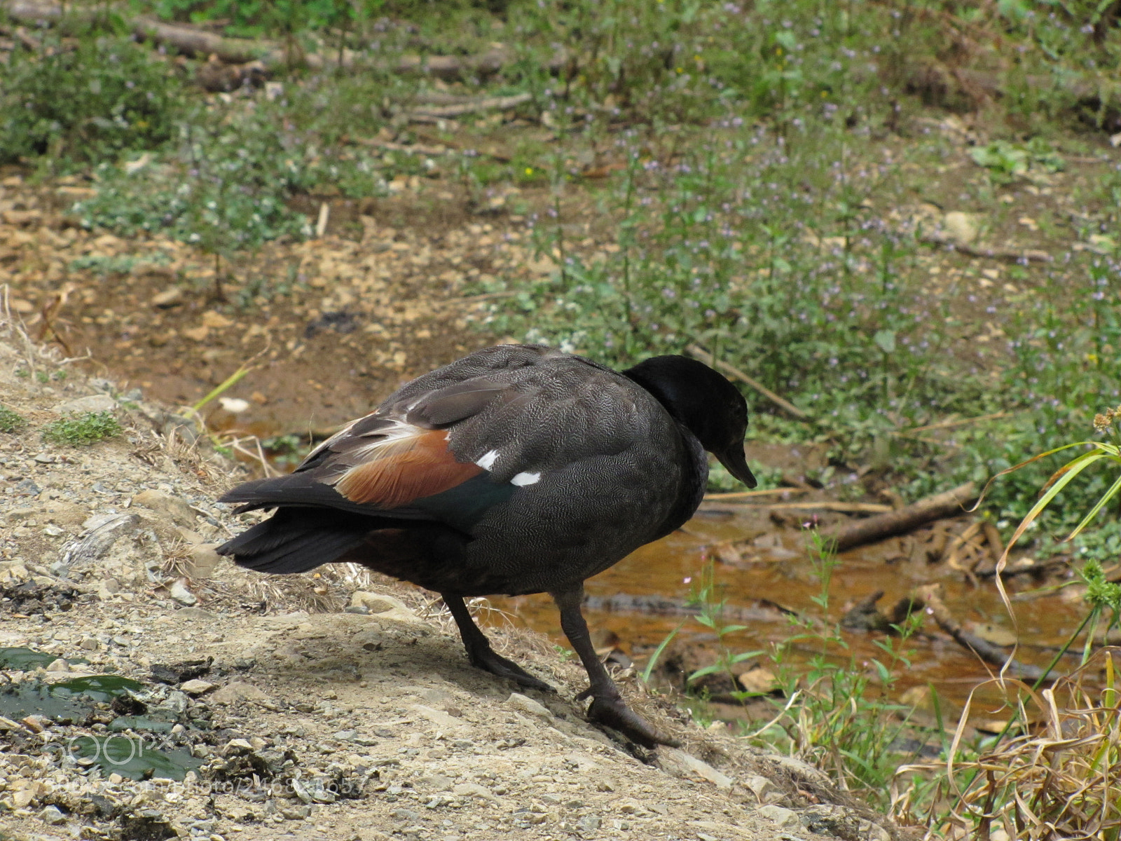 Canon PowerShot SX20 IS sample photo. New zealand’s shelduck photography