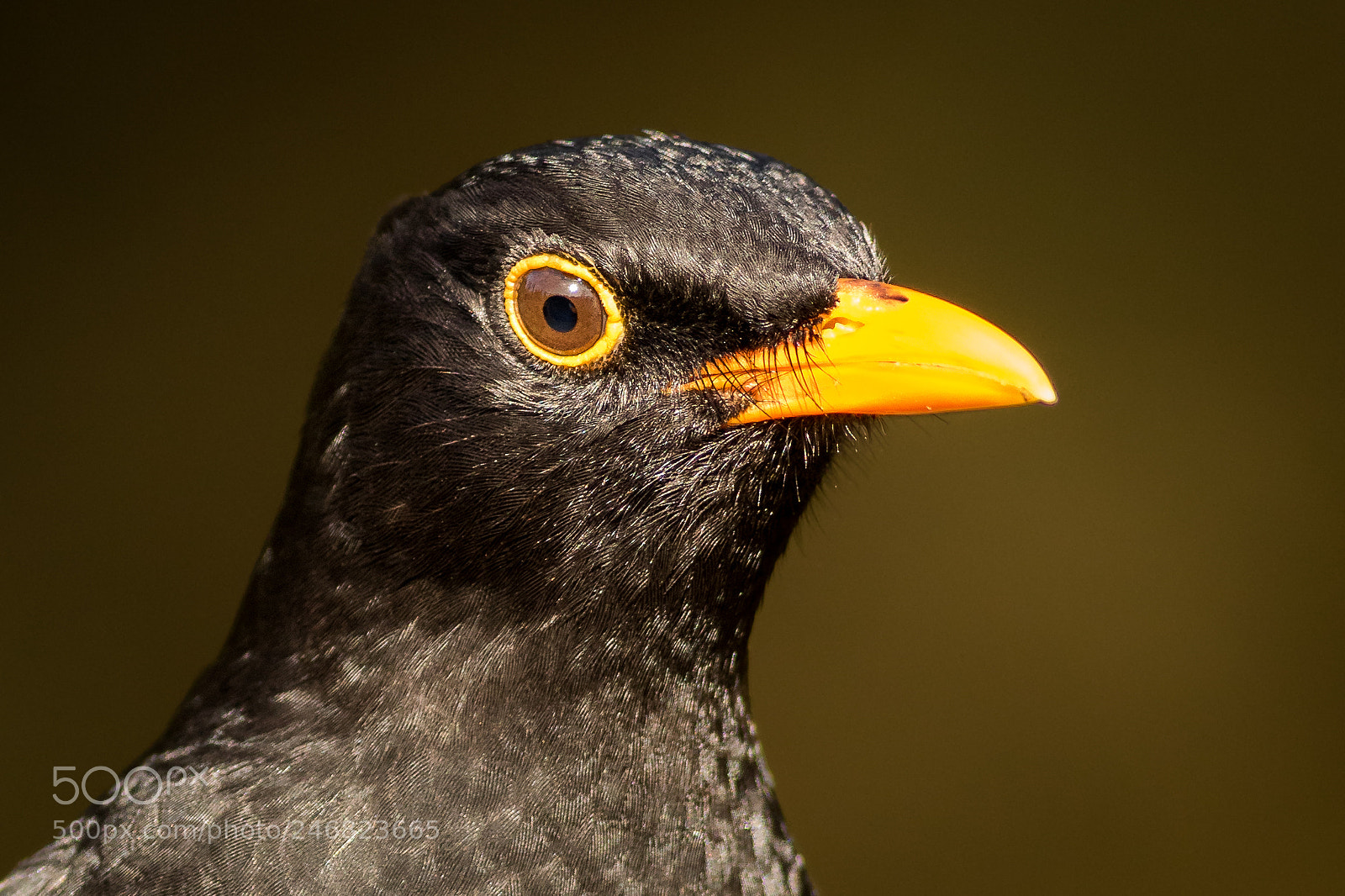 Canon EOS 7D Mark II sample photo. Blackbird (male) photography
