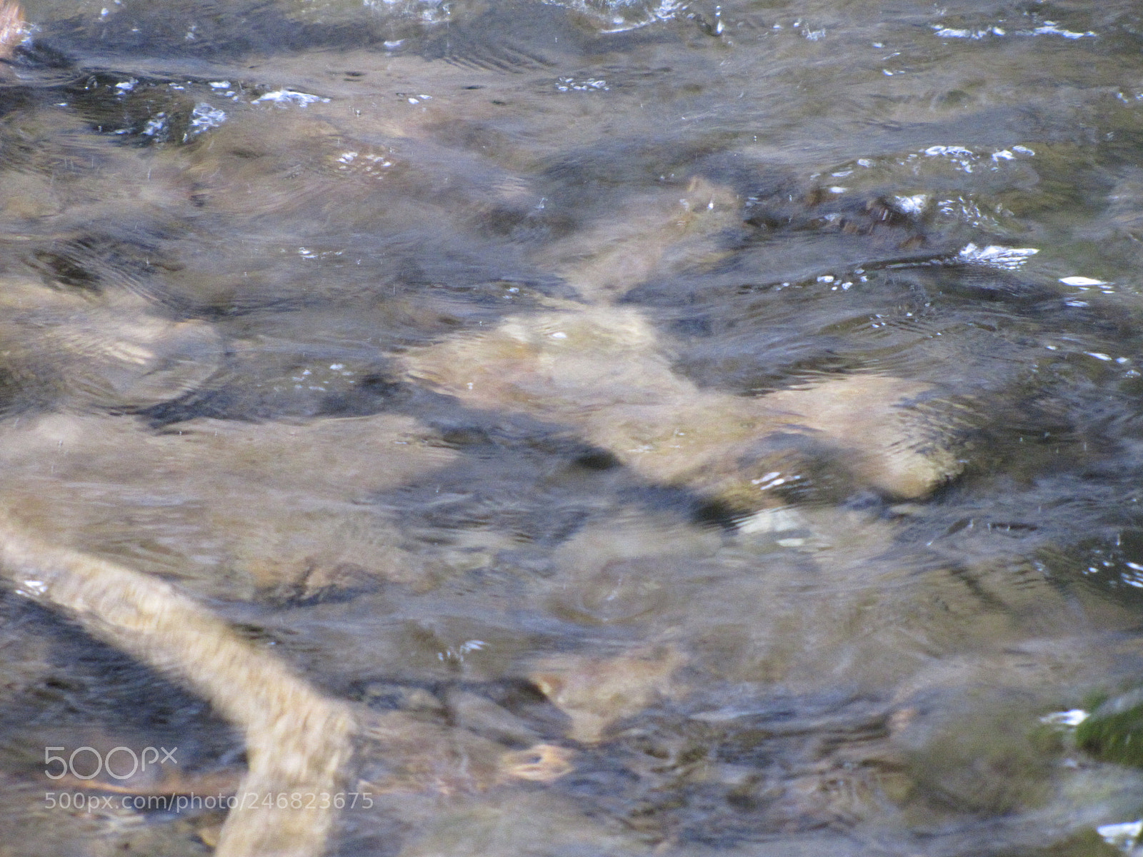 Canon PowerShot SX20 IS sample photo. Seeing through water photography