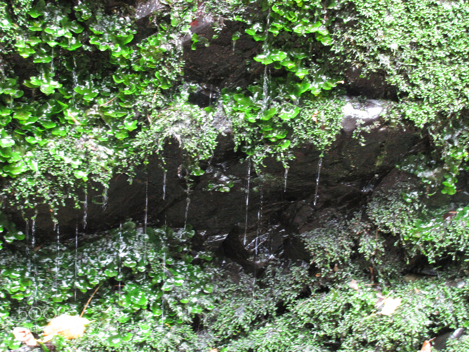 Canon PowerShot SX20 IS sample photo. Dripping water photography