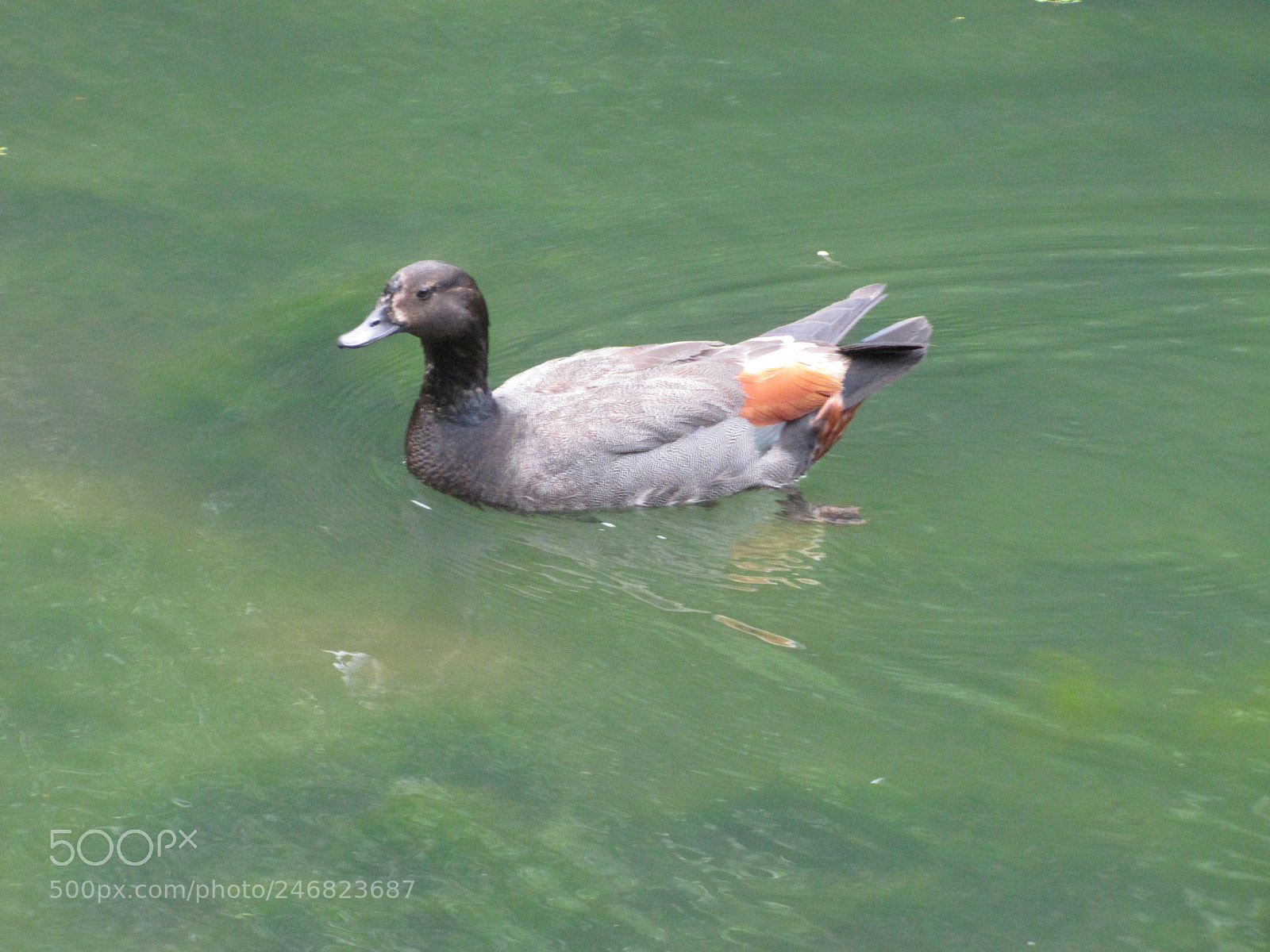 Canon PowerShot SX20 IS sample photo. Shelduck swimming in a photography