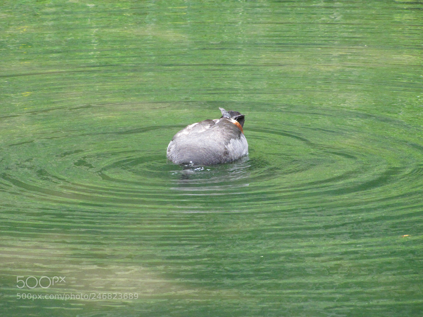 Canon PowerShot SX20 IS sample photo. Shelduck's head under water photography