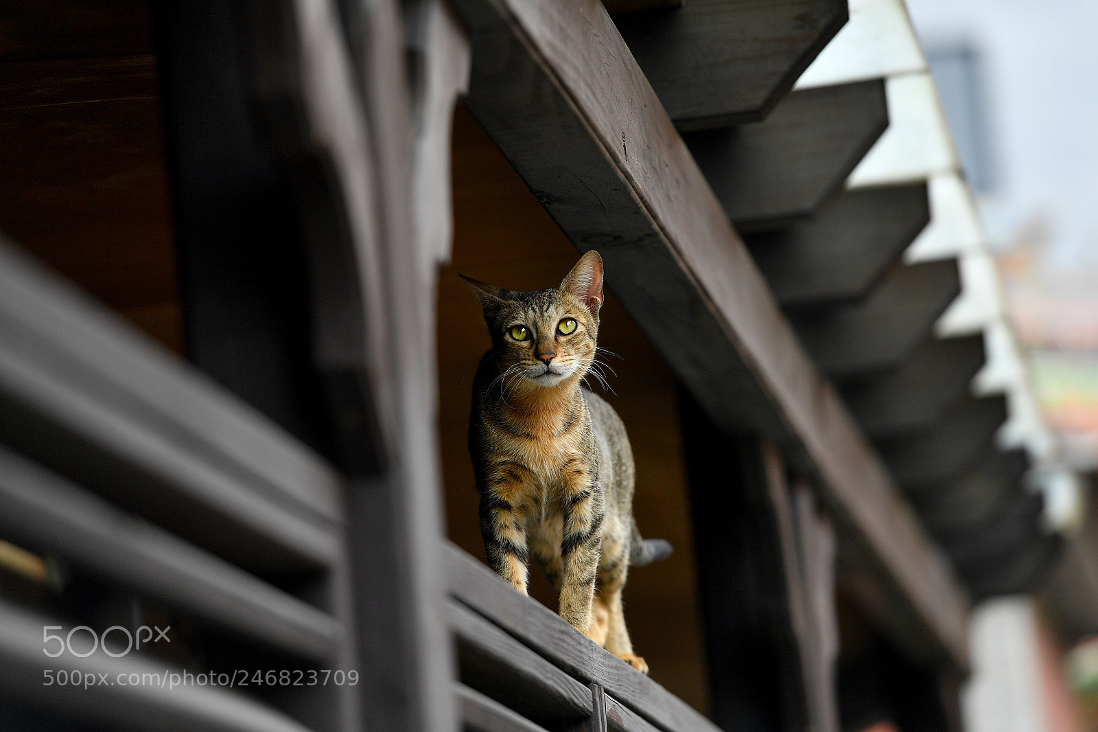Nikon D5 sample photo. Cat photography