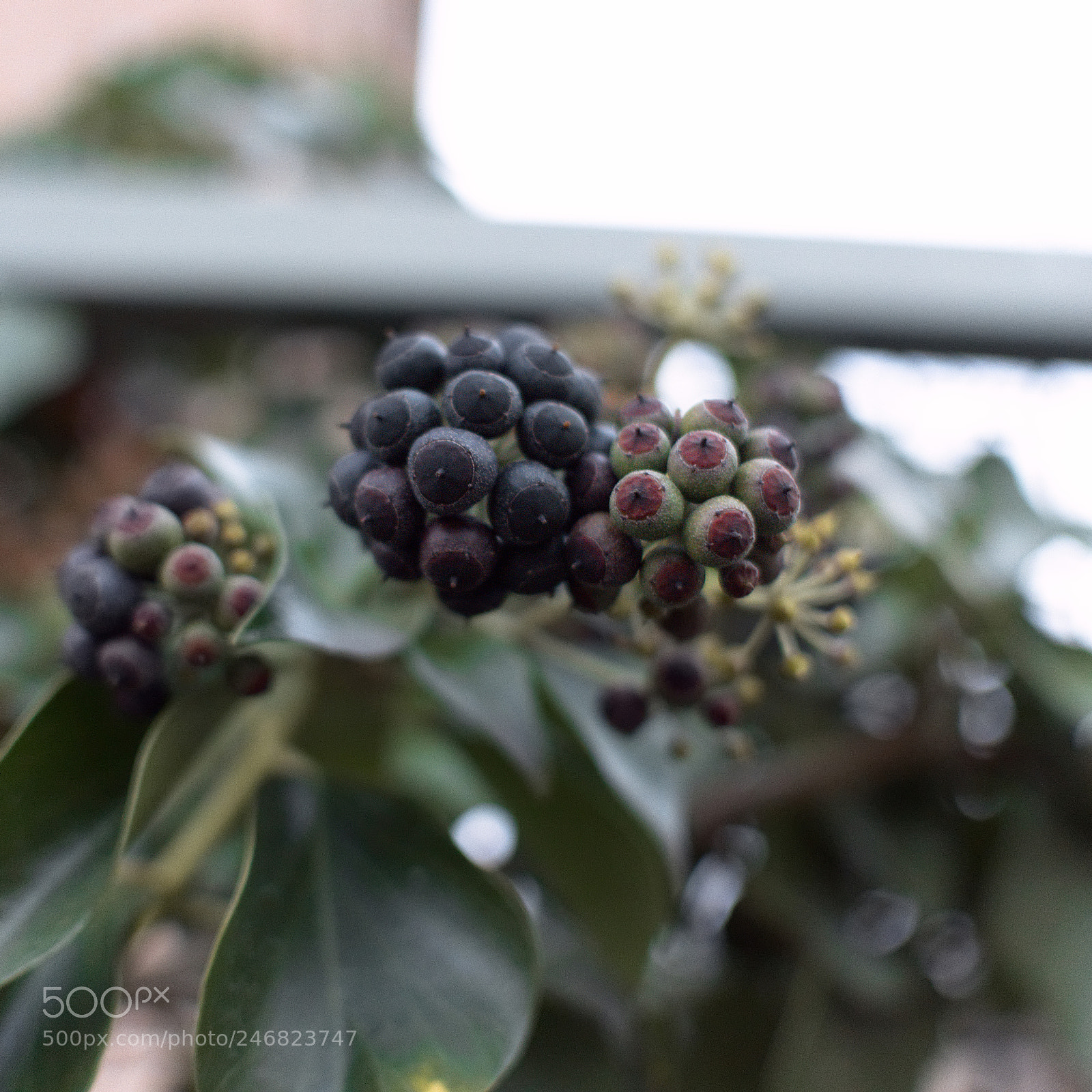 Panasonic Lumix DC-GH5 sample photo. *** photography