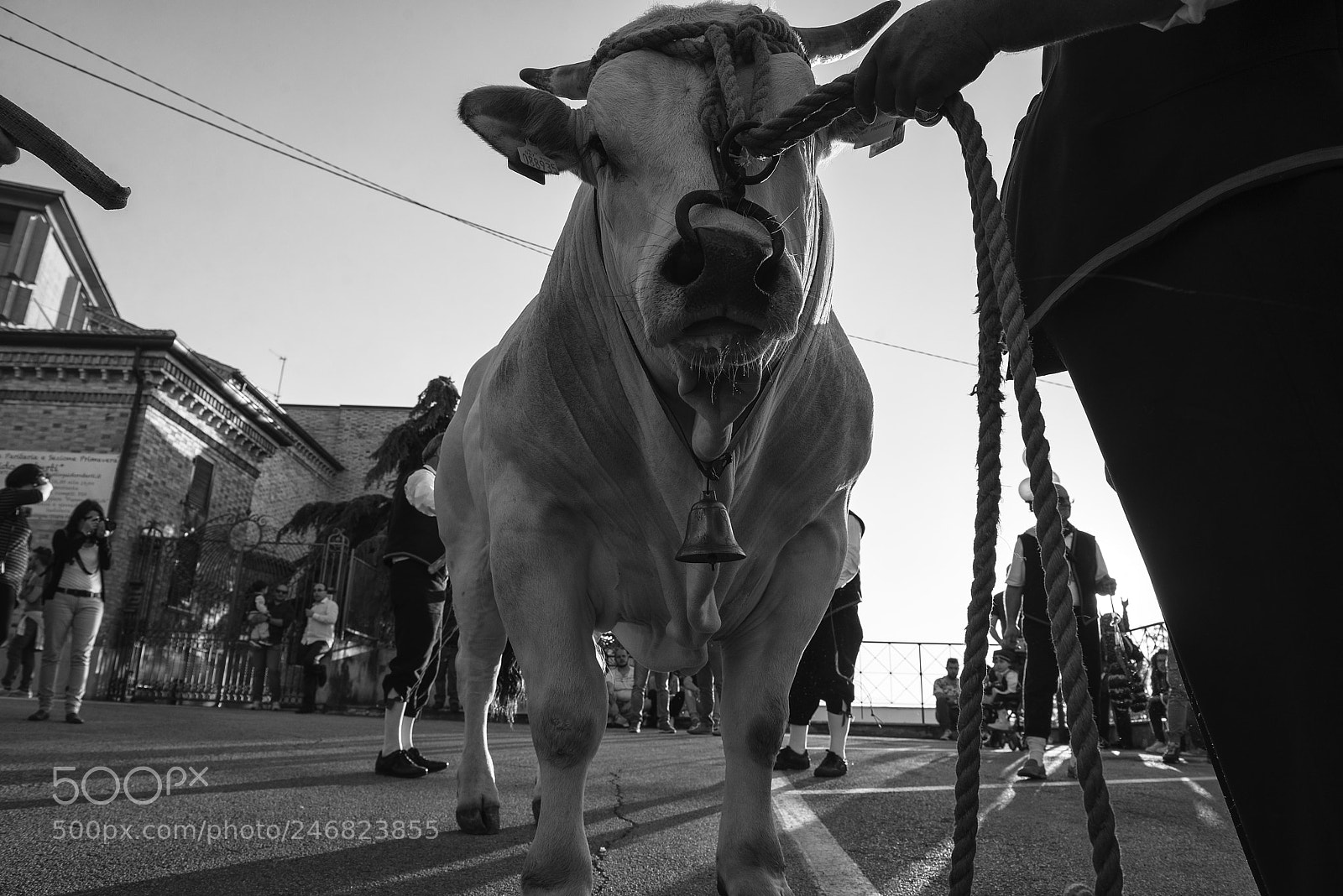 Nikon D600 sample photo. Bull photography